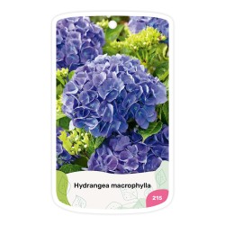 Etichette di Ortensia blu