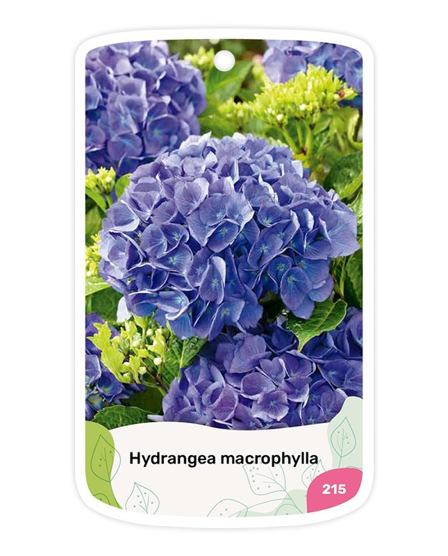 Etiquetas de Hydrangea (Hortensia) azul