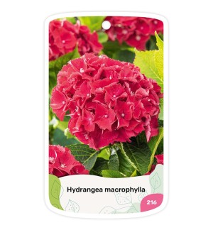 Etiquetas de Hortensia roja