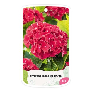 Etiquetas de Hydrangea (Hortensia) roja