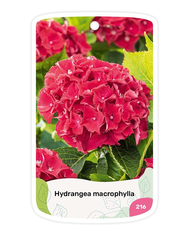 Etiquetas de Hydrangea (Hortensia) roja