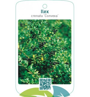 Ilex crenata ‘Convexa’