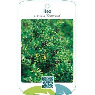 Ilex crenata ‘Convexa’