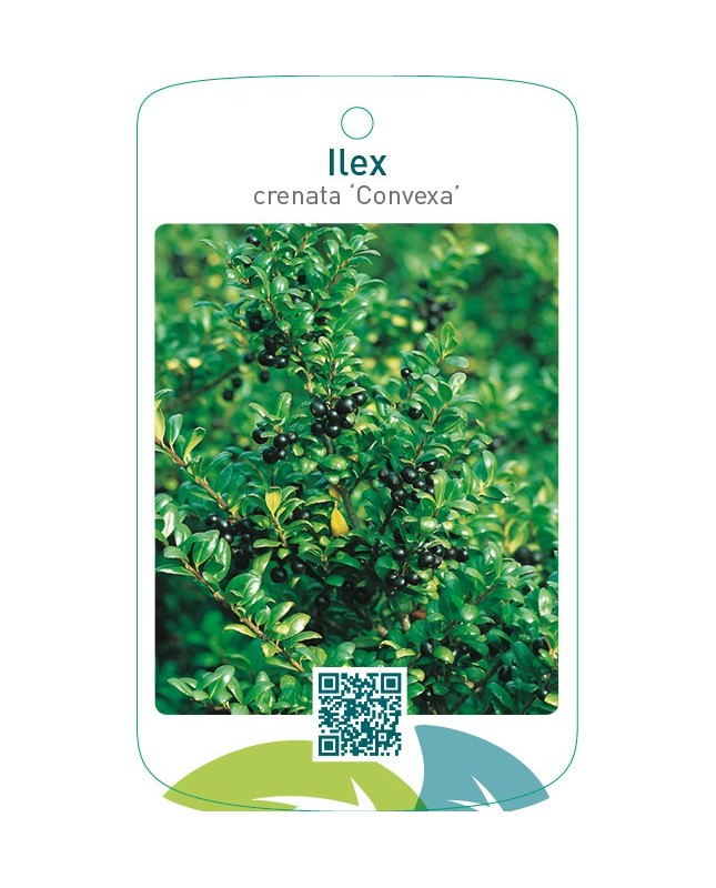 Ilex crenata ‘Convexa’
