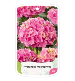Etiquetas de Hydrangea (Hortensia) rosa