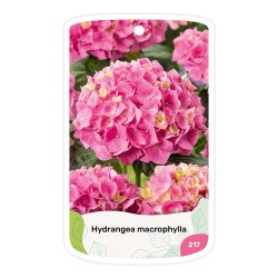 - Etichette di Hortensia rosa (Hydrangea)