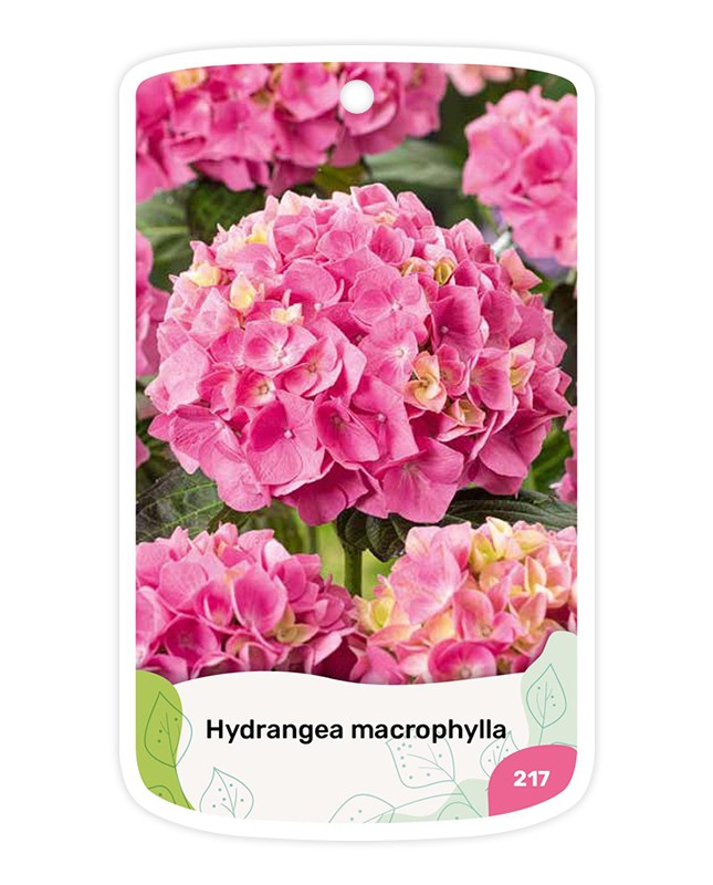 Etiquetas de Hydrangea (Hortensia) rosa