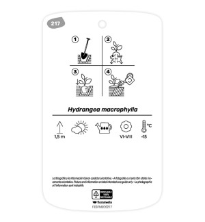 - Etichette di Hortensia rosa (Hydrangea)