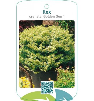 Ilex crenata ‘Golden Gem’