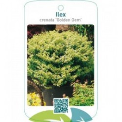 Ilex crenata ‘Golden Gem’