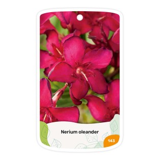 Adelfa (rojo simple)