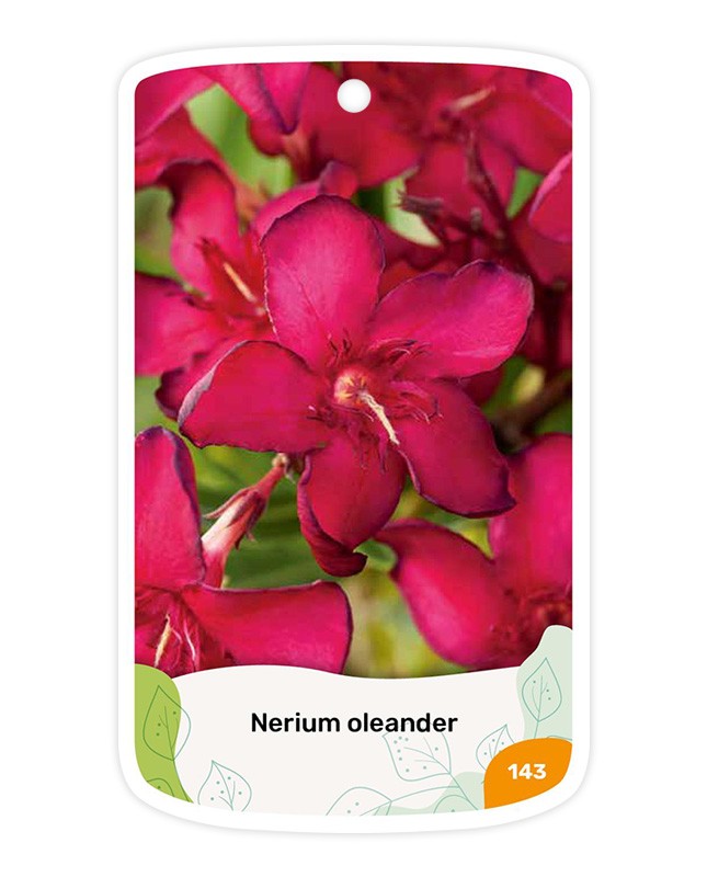 Adelfa (rojo simple)