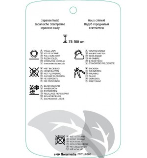 Etichette di Ilex crenata ‘Goldin Gem’ *