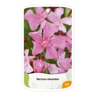 Adelfa (rosa simple)