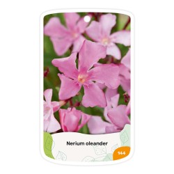 Adelfa (rosa simple)