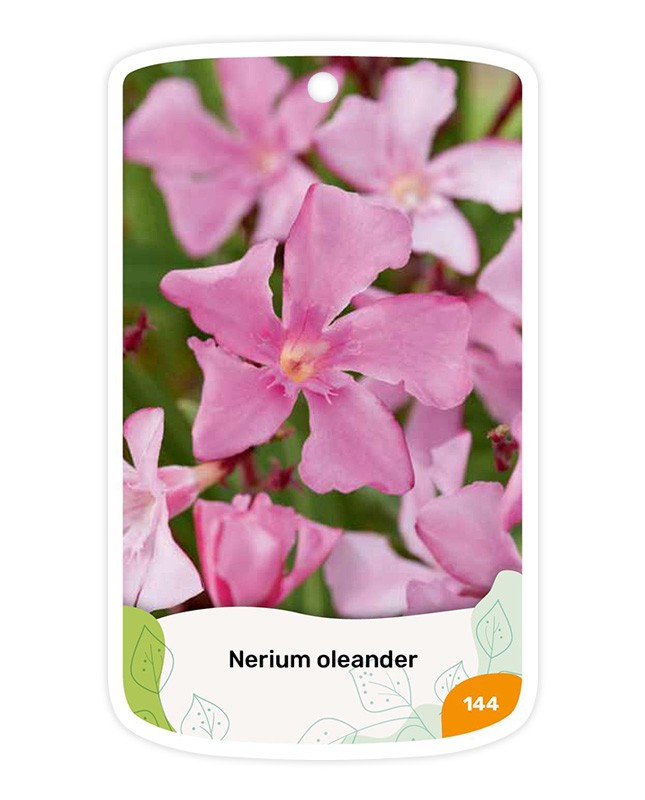 Adelfa (rosa simple)