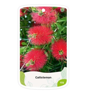 Callistemon