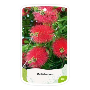 Callistemon