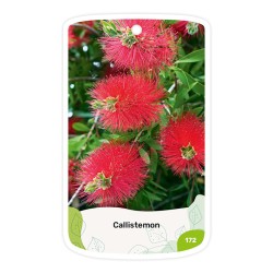 Callistemon