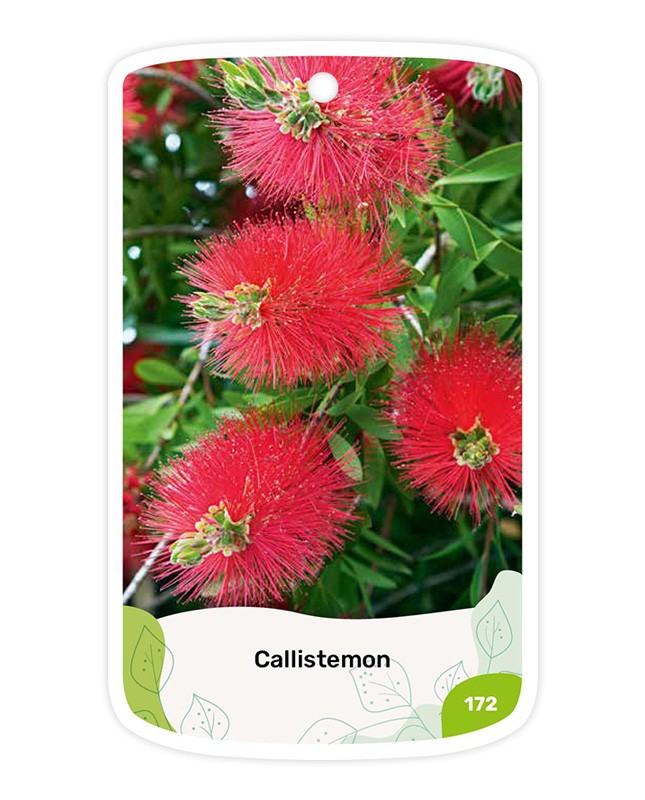 Callistemon