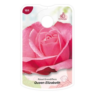 Queen Elizabeth - rosa