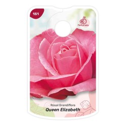 Queen Elizabeth - rosa