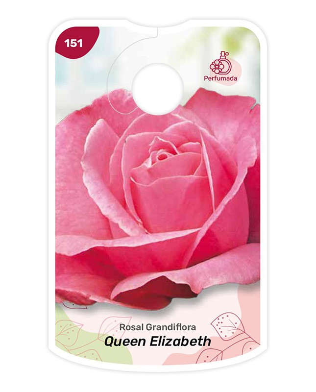 Queen Elizabeth - rosa