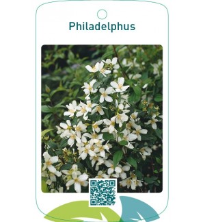 Philadelphus  wit