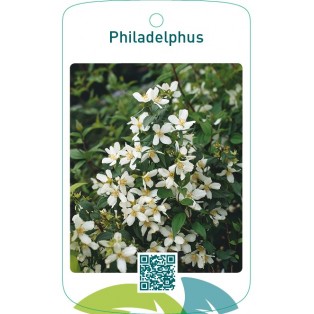 Philadelphus  wit