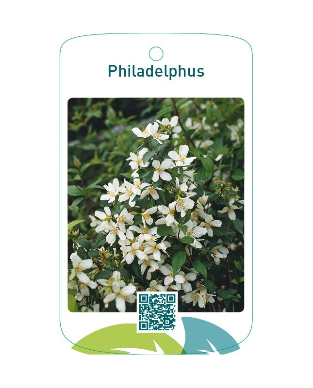 Philadelphus  wit