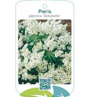 Pieris japonica ‘Debutante’