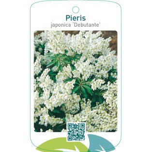 Pieris japonica ‘Debutante’