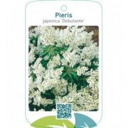 Pieris japonica ‘Debutante’