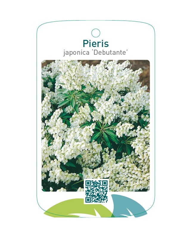 Pieris japonica ‘Debutante’