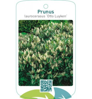 Prunus laurocerasus ‘Otto Luyken’