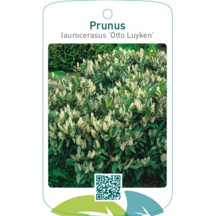 Prunus laurocerasus ‘Otto Luyken’