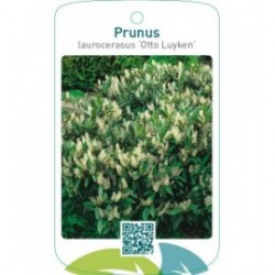 Prunus laurocerasus ‘Otto Luyken’