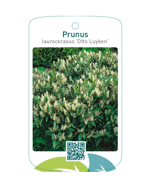 Prunus laurocerasus ‘Otto Luyken’
