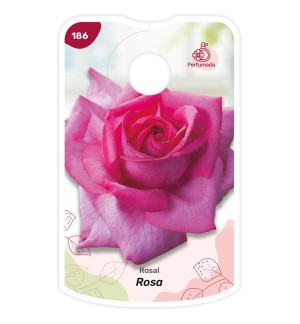 Rosa - Perfumada