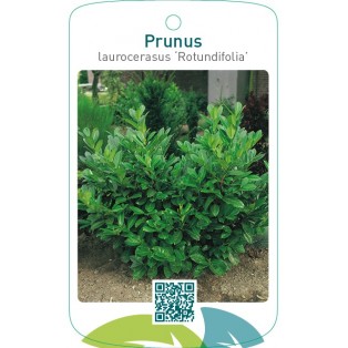 Prunus laurocerasus ‘Rotundifolia’