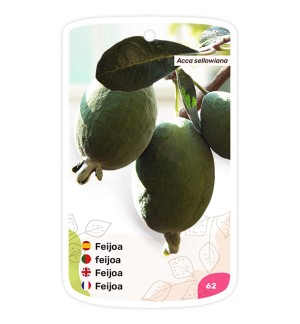 Feijoa - Guayabo del Brasil