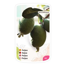 Feijoa - Guayabo del Brasil