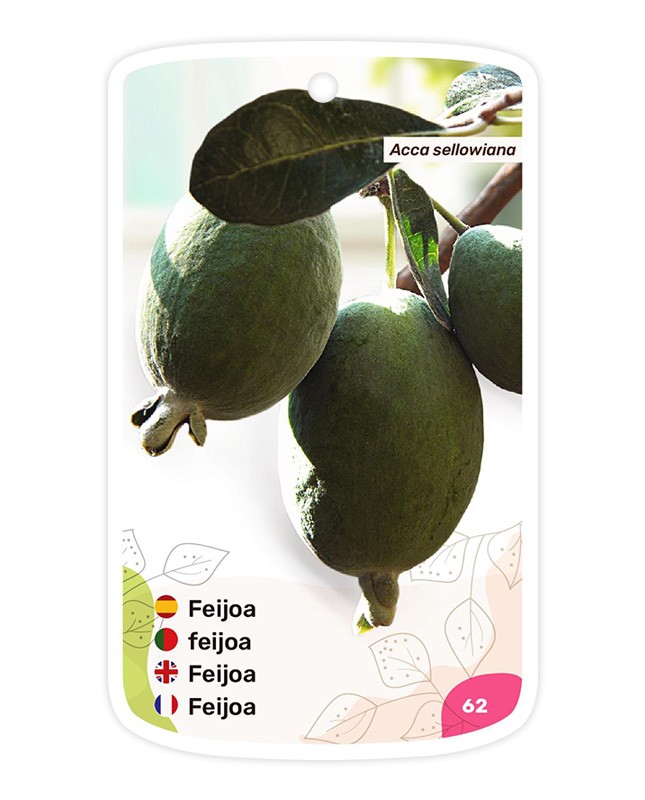 Feijoa - Guayabo del Brasil