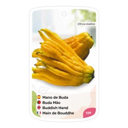 Mano de Buda