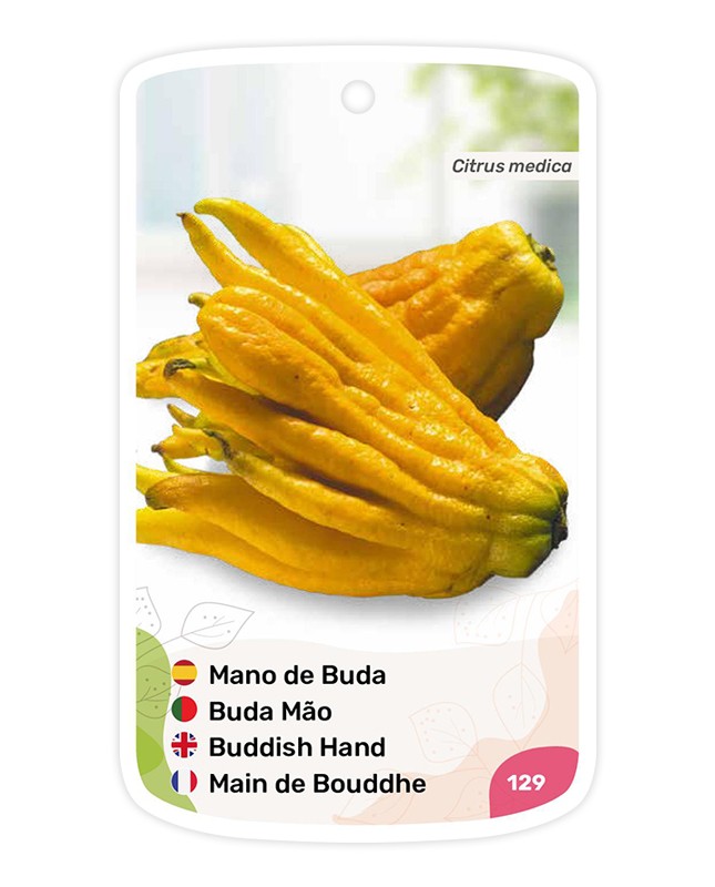 Etiquetas de Mão de Buda
