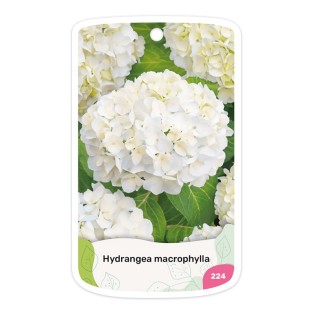 Etiquetas de Hydrangea (Hortensia) blanca