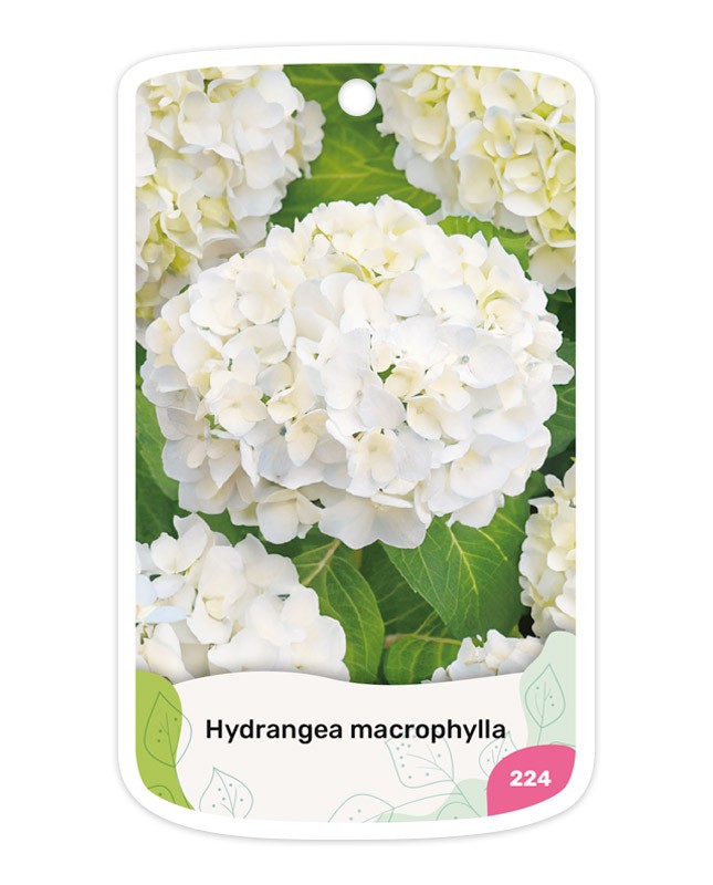 Etiquetas de Hydrangea (Hortensia) blanca