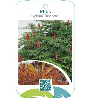 Rhus typhina ‘Dissecta’