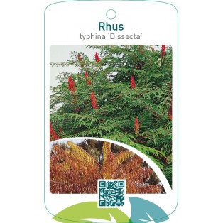 Rhus typhina ‘Dissecta’