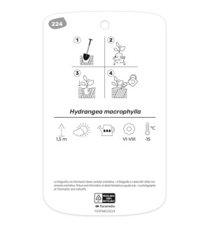 - Etichette di Hortensia blanca (Hydrangea)